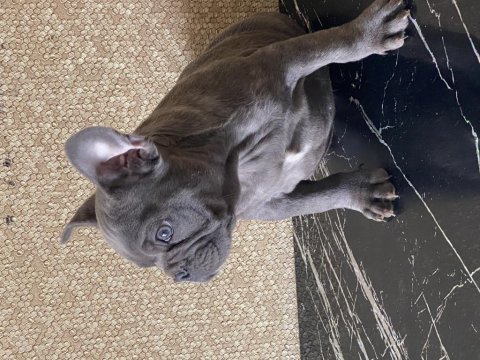 İzmirden blue french bulldog erkek yavru