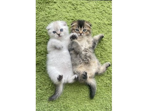 Scottish fold british bebeklerim
