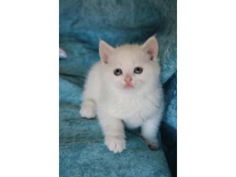 Muhtesem british shorthair ve scotish fold bebeklerim