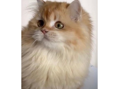 British longhair kızımız ömürlük yuva arıyor