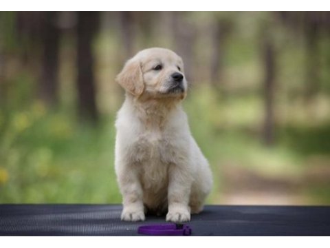 Bebek suratlı golden retriever yavrularım
