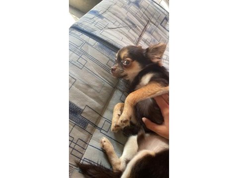Chihuahua cinsi büyümeyen
