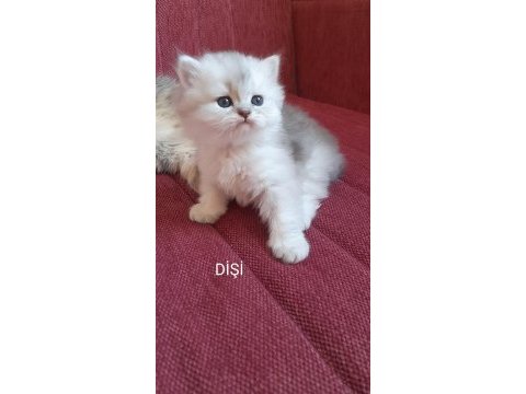 Sahibinden british longhair