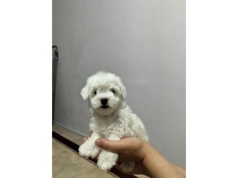 3 pamuk şeker köpeğimiz