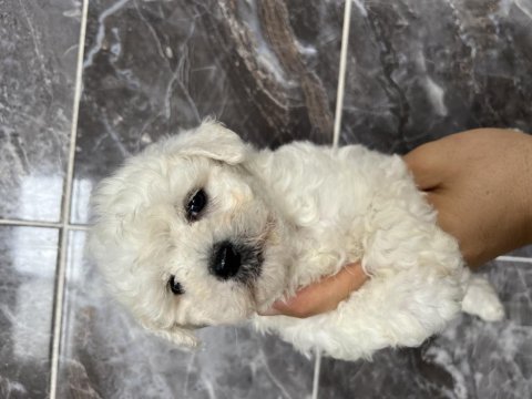 Orjinal bichon frise yavrular