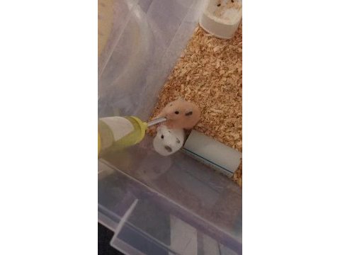 Suriye hamsteri