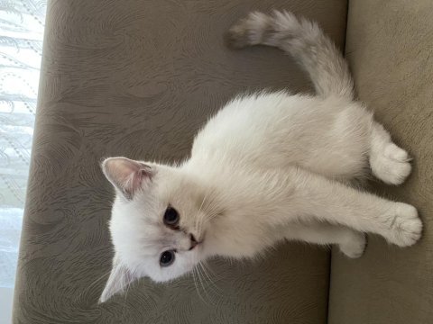 British shorthair bluepoint bebeğimiz