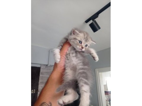 Silver british shorthair yavrular