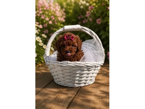 İzmir de toy poodle garantili ev üretimi