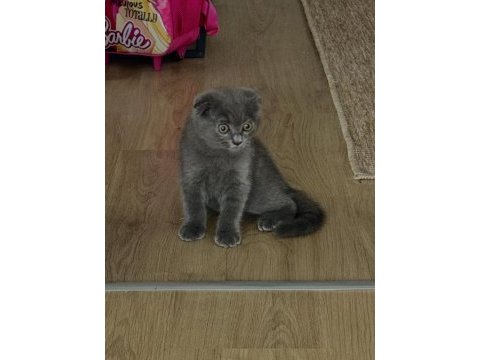 Yavru scottish fold