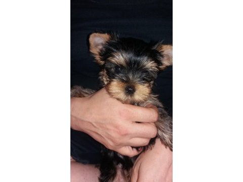 Irk ve sağlık garantili, şecereli yorkshire terrier