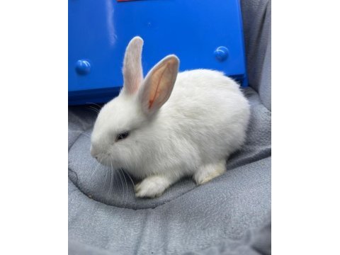 Cüce netherland dwarf tavşanlar