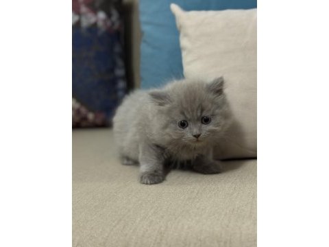 Kendi yavrularımız lilac ve gri renk british shorthair