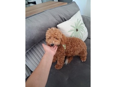6 aylık erkek poodle