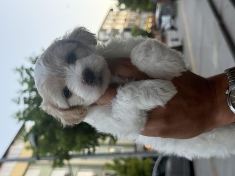 45 günlük dişi terrier