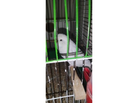 1 tane jumbo 1 tane şov ve 1 tane normal mavi muhabbet kuşu
