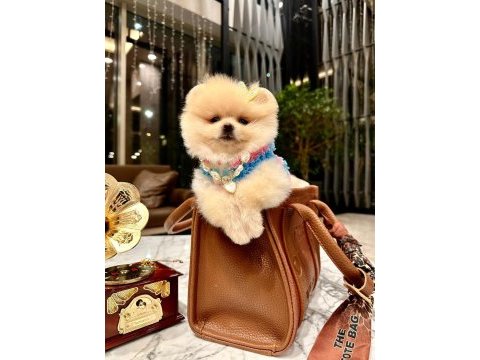 Prenses pomeranian kızımız mia