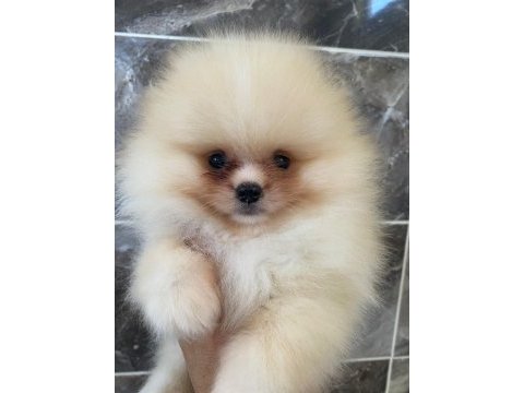Tea cup pomeranian