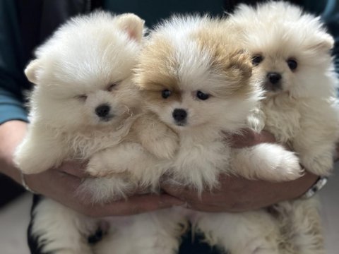 Ankranın en seçkin teddy face pomeranian yavruları