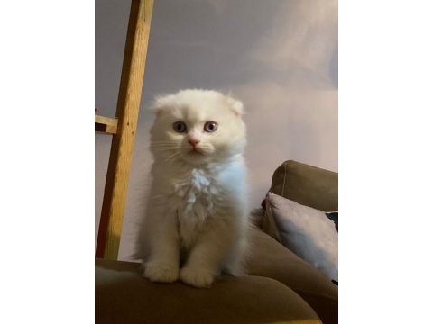 Ultra kalite orijinal scottish fold bebeklerimiz