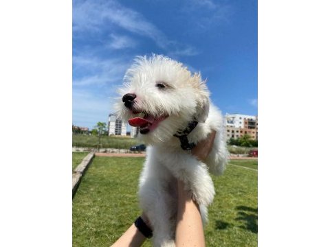 Maltipoo 6 aylık dişi