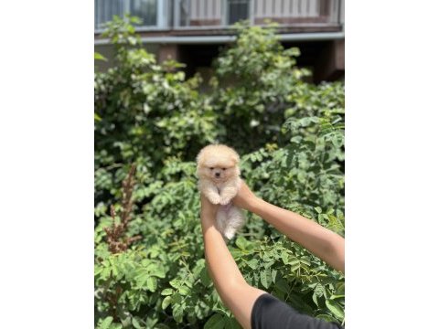 Pomeranian boo bebekler