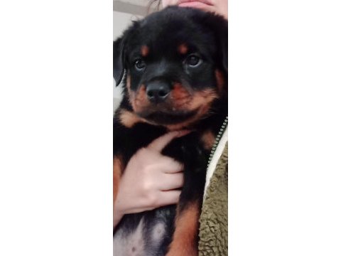 Fci scr soy rottweiler daha iyisi olana kadar
