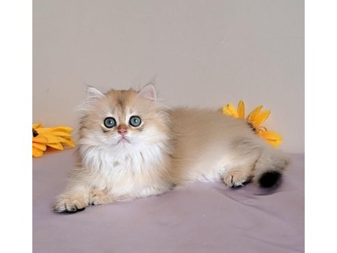 British longhair golden sevimli cana yakın uysal