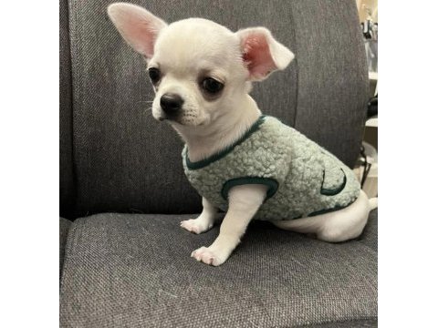 Şivava yavru köpeğimiz