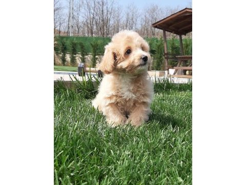 Zeki ve tüy dökmeyen karakteriyle maltipoo yavruları