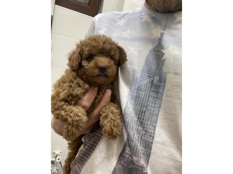 Evimde gözüm gibi baktığım poodle bebeklerim