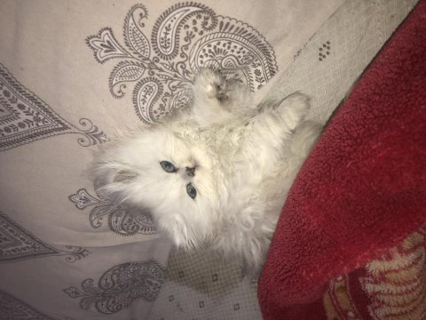 British longhair kedilerimiz 45 günlük