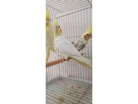 2 buçuk aylık sultan papağanı yavrular