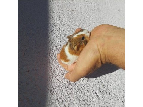 Ginepig yavrular