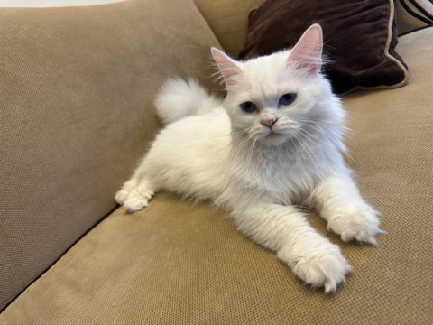 Chinchilla british cinsi erkek kız