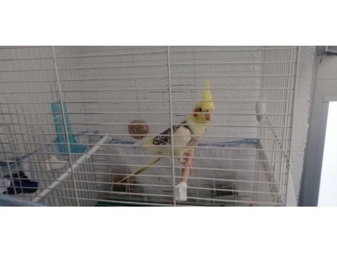 Konuşan sultan papağanı erkek