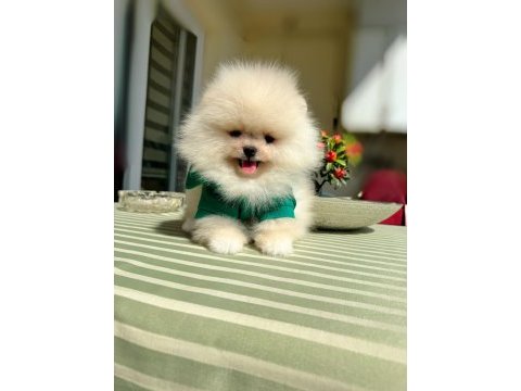 Gülen surat ayıcık pomeranian