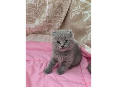Scottish fold gri yavrular