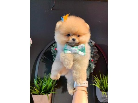 Teddy bear pomeranian yavruları
