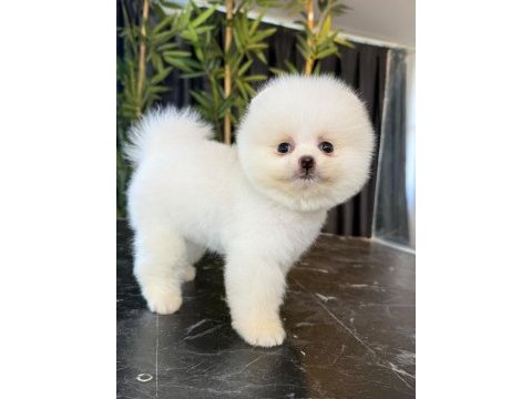 Erkek teacup boy pomeranian boo