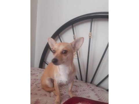 Chihuahua oğluma yuva