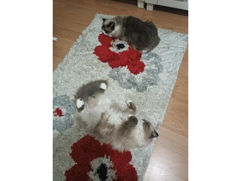 Anne ragdoll