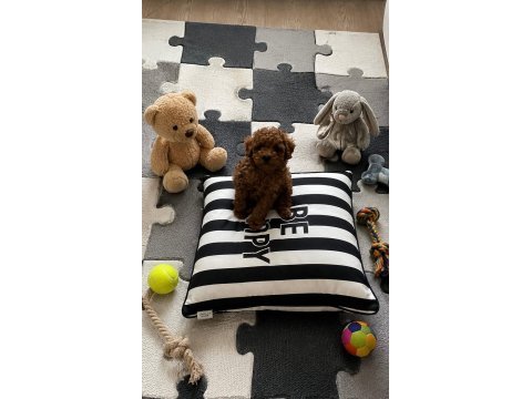Garantili toy poodle ev üretimi orjinal