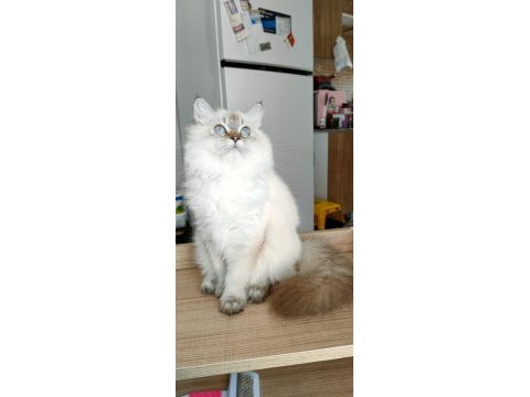 British longhair ve scottish straight kedilerim