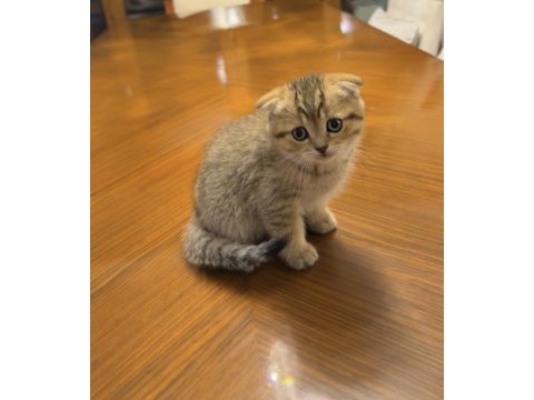 British shorthair sağlıklı yavrular