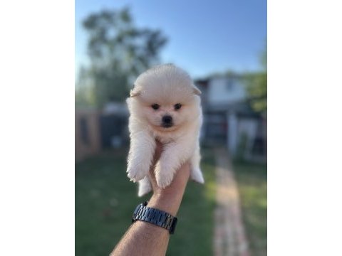  pomeranian yavrularımız 