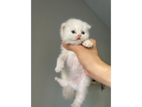 A kalite safkan chinchilla longhair