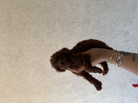 En koyusunu isteyene dark redbrown erkek kore toy poodle