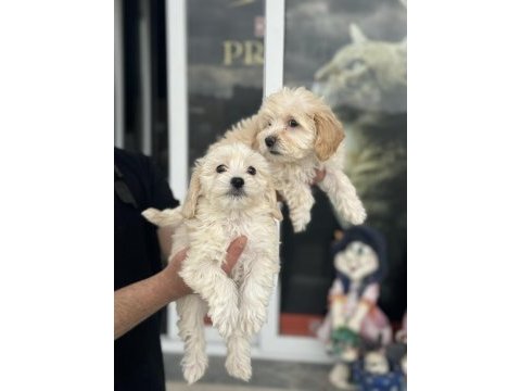 Show kalite mini boy maltipoo yavrularımız