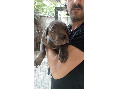 Cane corso dişi yavrularımız mevcut